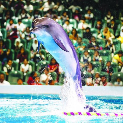 DXB Dolphinarium