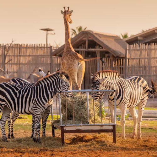 Dubai Safari Park